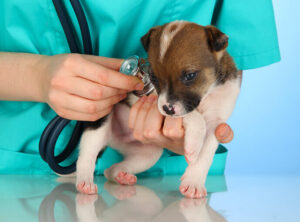 Overview of the texas board of veterinary medical examiners complaint process 1