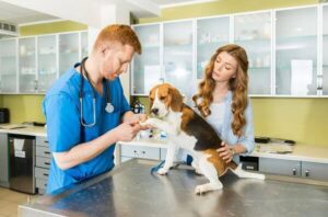 What are the dea registration requirements for veterinarians in texas