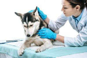 5 faqs for veterinary licensing in texas
