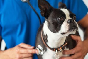 Which veterinarians in texas must register with the drug enforcement agency