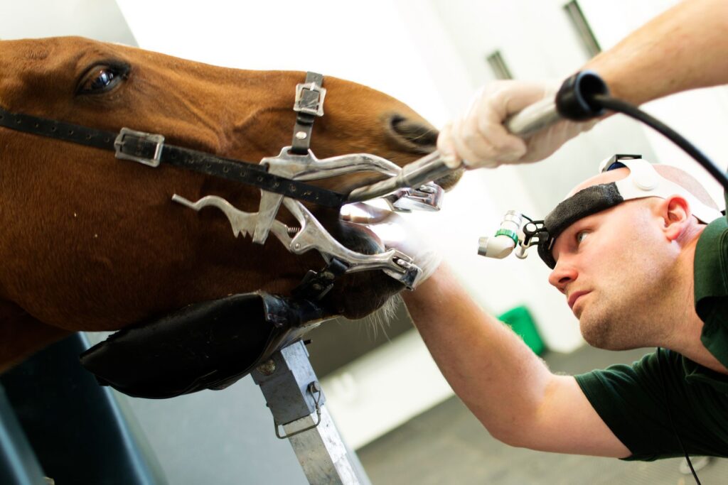 Defending your texas equine dental providers license
