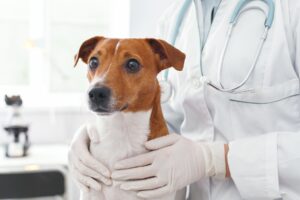 What happens after a texas veterinarian receives notice of a complaint 1