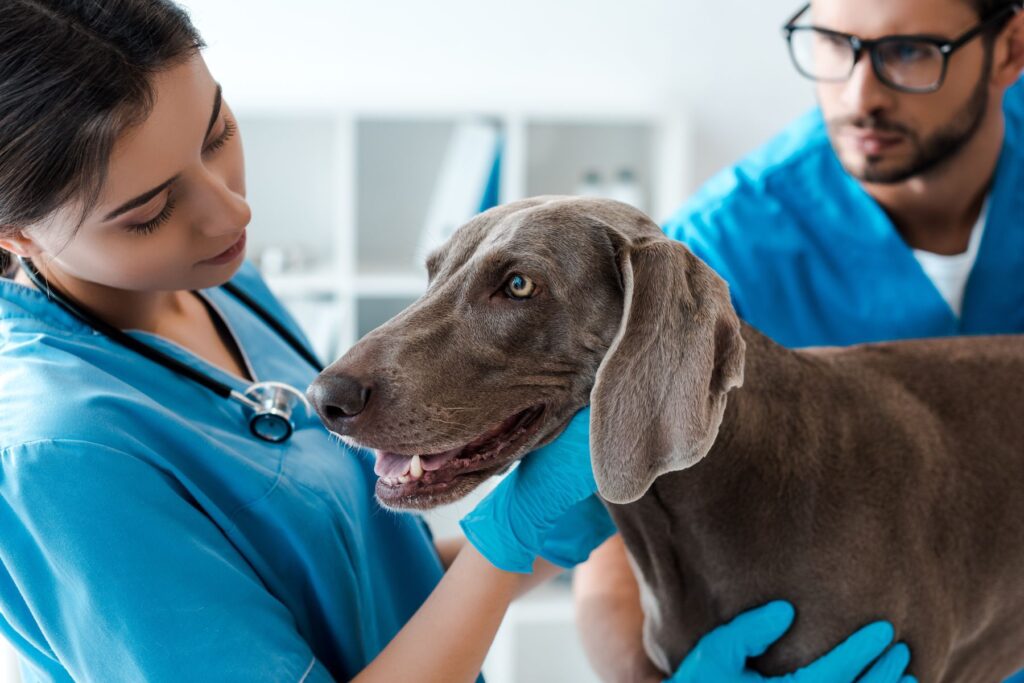 Compliance inspections by the texas board of veterinary examiners